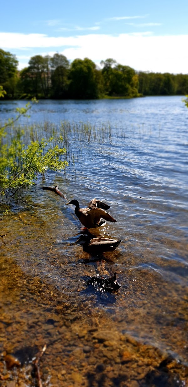 Gyllebo sjö 2