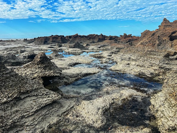 Coconut Well 2