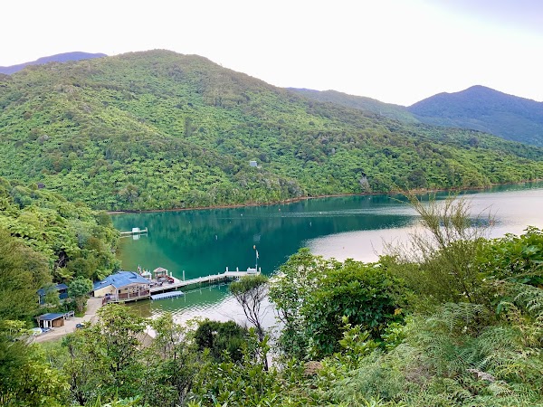 Punga Cove 1