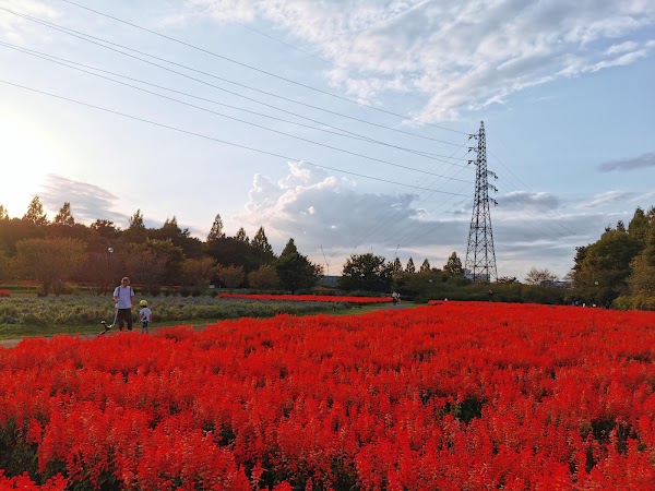 Japan 8