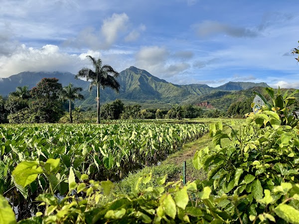 Hanalei 3