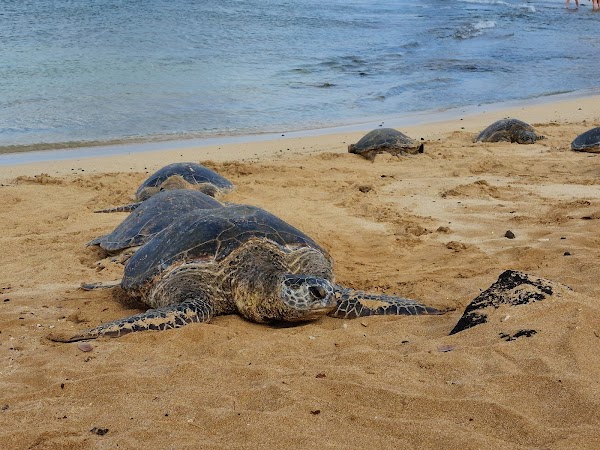 Poipu Beach