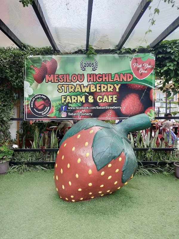 Mesilou Highland Strawberry Farm