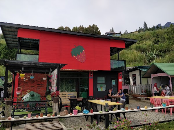 Mesilou Highland Strawberry Farm 5
