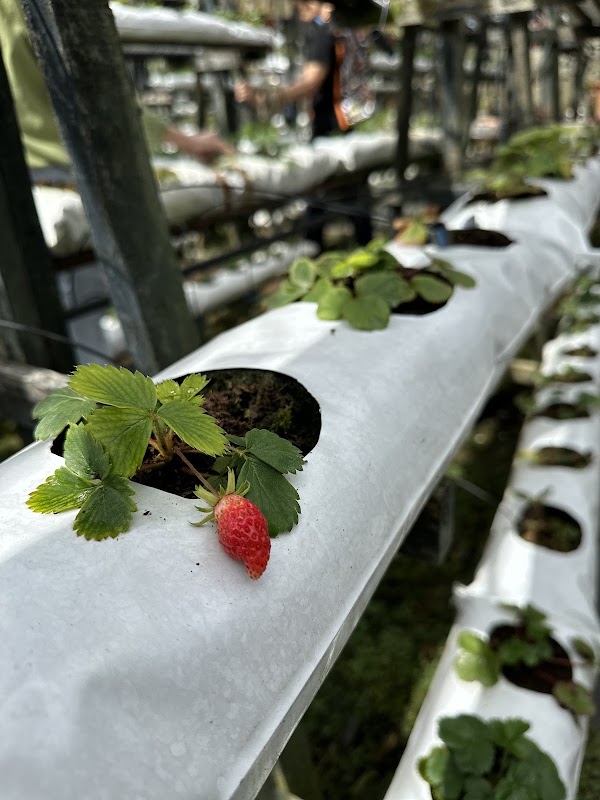 Mesilou Highland Strawberry Farm 3