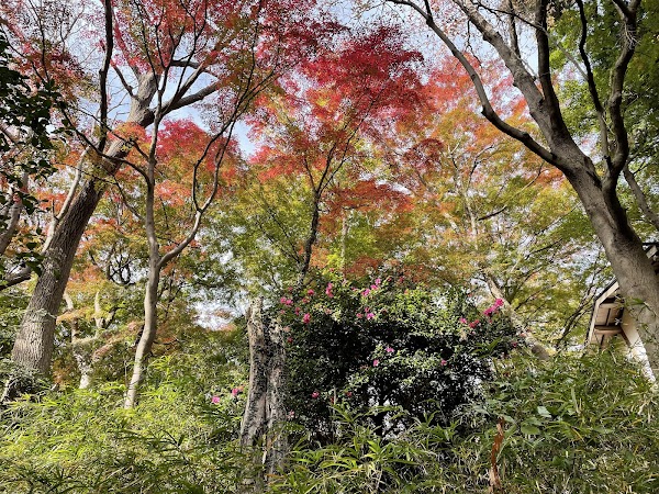 Takaosan Yakuōin Yūkiji Temple 4