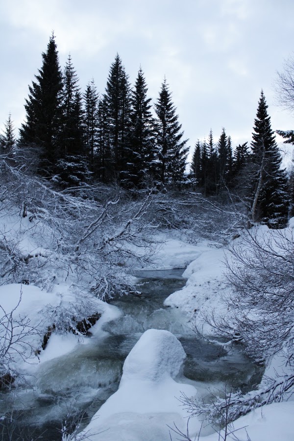 Kjarnaskógur