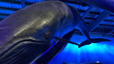 Whales of Iceland