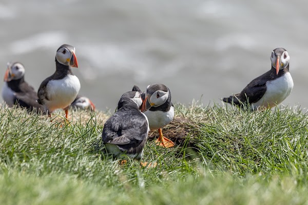 Ingólfshöfði Puffin Tour 5