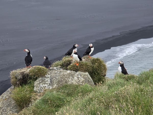 Ingólfshöfði Puffin Tour 3