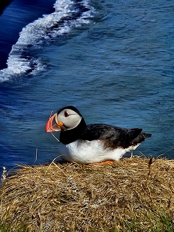 Ingólfshöfði Puffin Tour 2