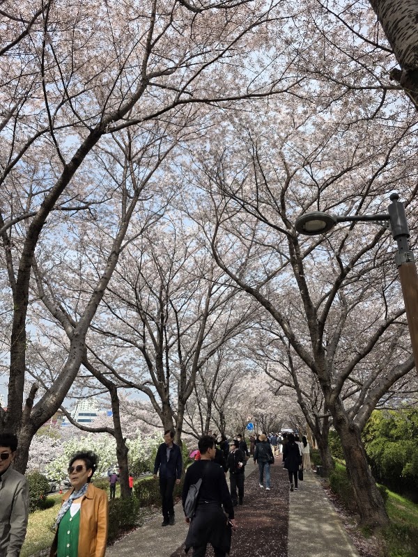 낙동제방 벚꽃길 1