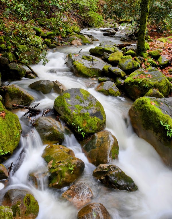Uvas Canyon County Park 5