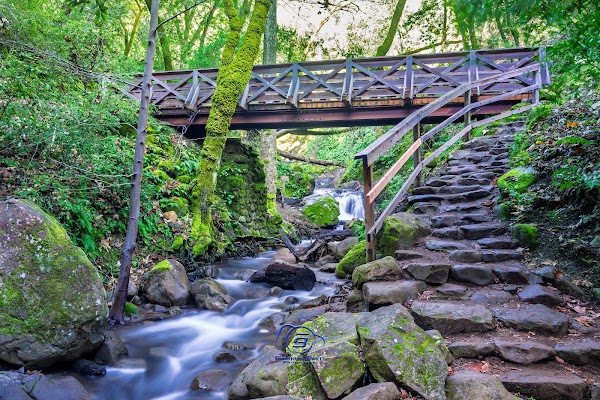 Uvas Canyon County Park 3