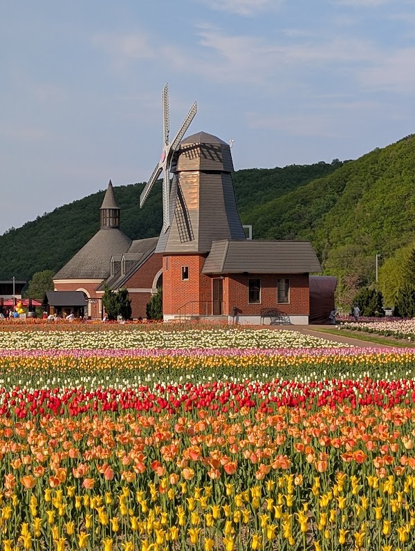 Kamiyubetsu Tulip Park 5