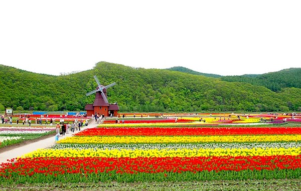 Kamiyubetsu Tulip Park 4