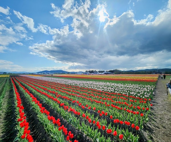Kamiyubetsu Tulip Park 2