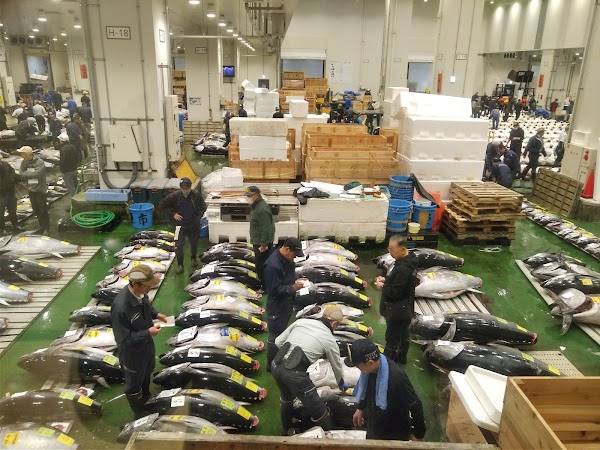 Toyosu Market 5