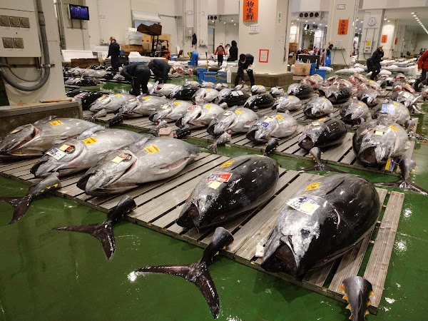 Toyosu Market 3