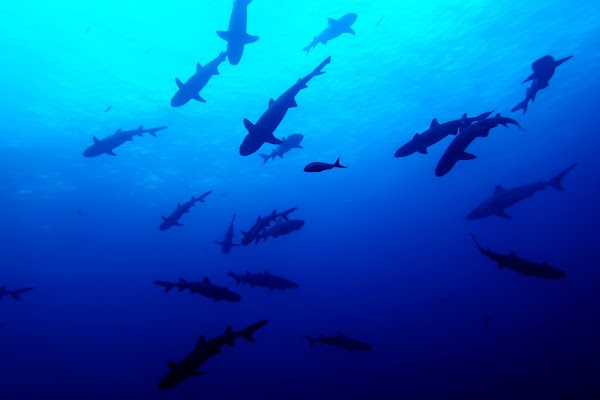 Revillagigedo Islands