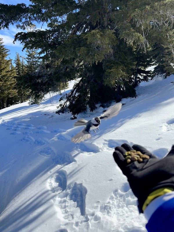 Chickadee Ridge 5