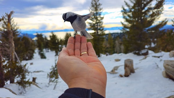Chickadee Ridge 4