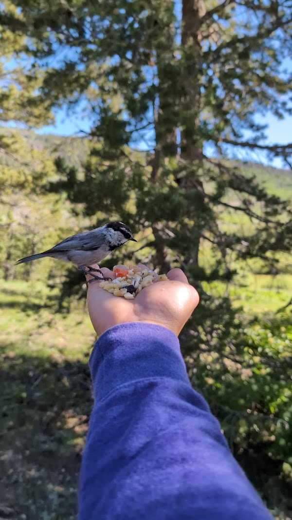 Chickadee Ridge 3