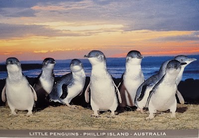 Penguin Parade