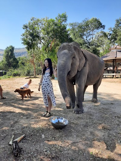 Elephant sanctuary from bangkok