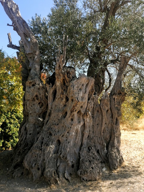 Mili 5