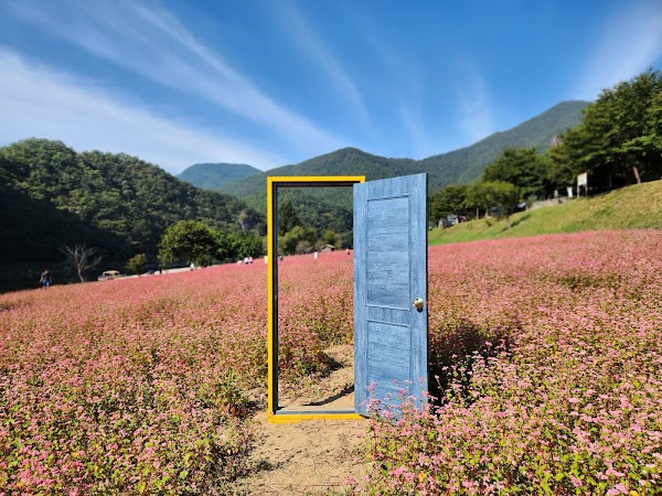 홍메밀 꽃밭