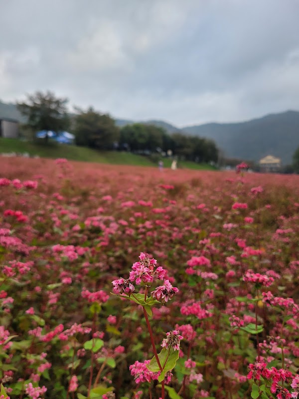 홍메밀 꽃밭 4