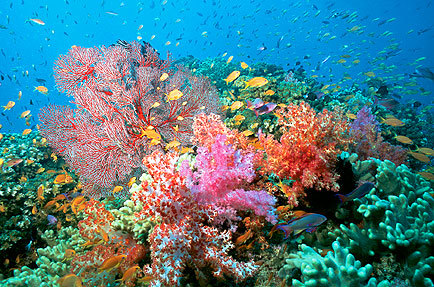 Bunaken