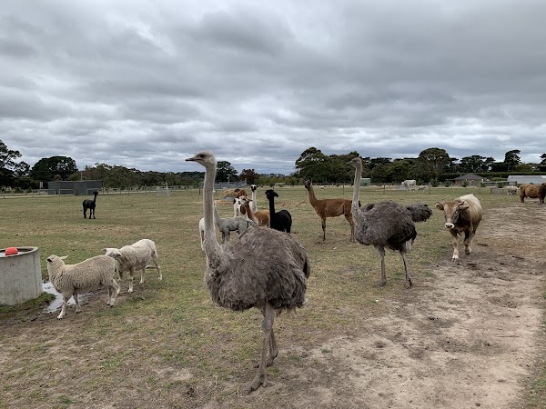 THE BIG GOOSE 3