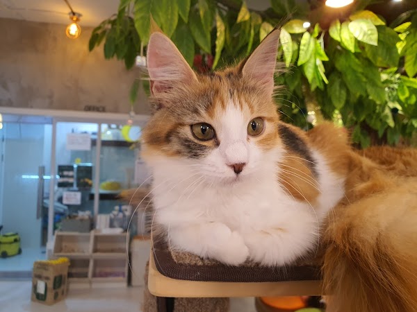 Cat's Fish Store (coffee) 4