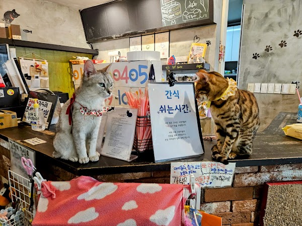 Cat's Fish Store (coffee) 3