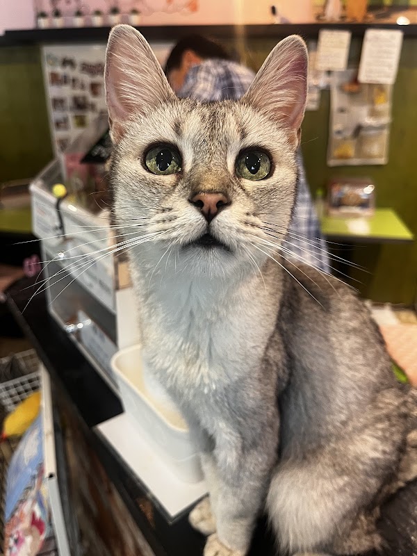 Cat's Fish Store (coffee) 2