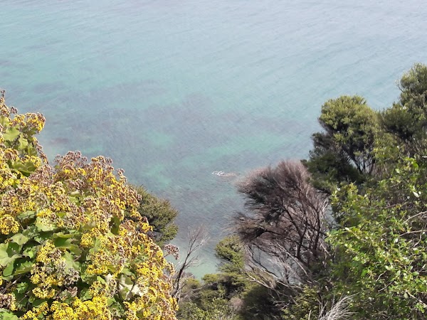 Muriwai 5
