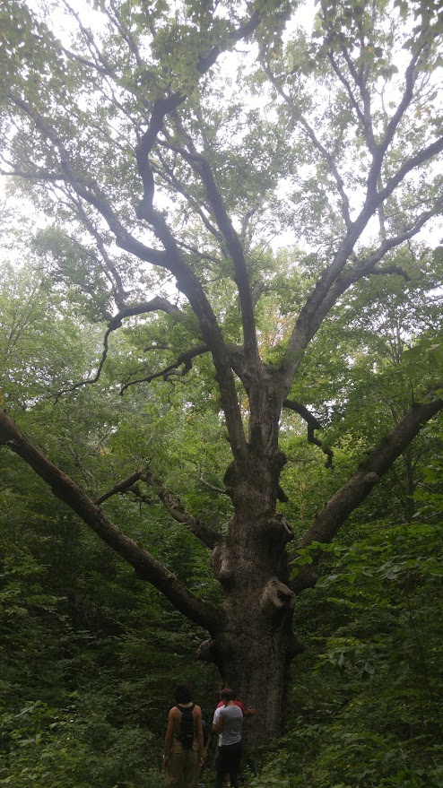 Bushy Hill Nature Preserve
