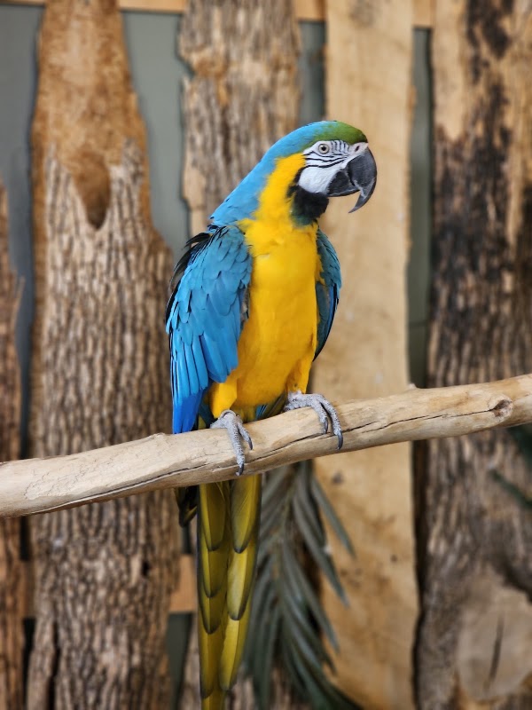 Bird Kingdom 5