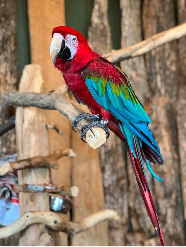 Bird Kingdom 4