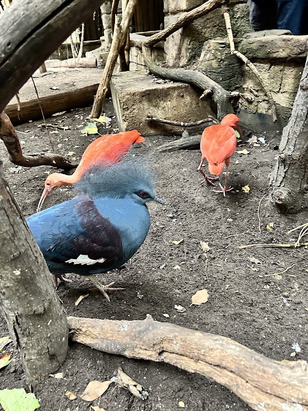 Bird Kingdom 2