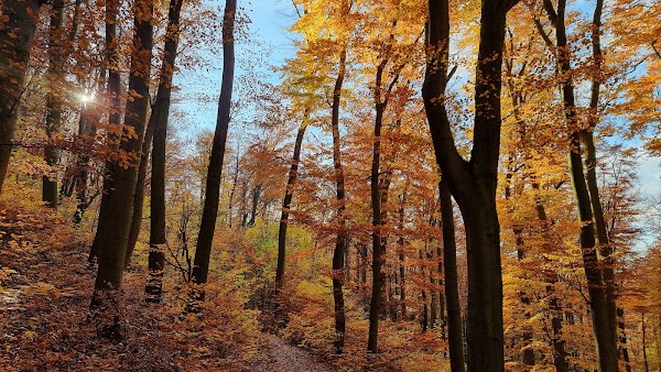 Little Carpathians 1