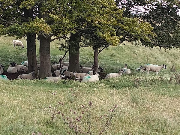 Cleeve Hill 4