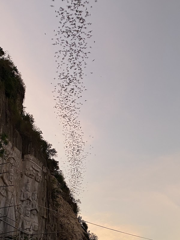 Bat Cave Phnom Sampov 5