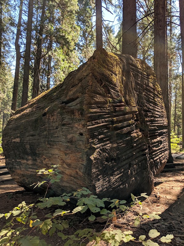 Big Trees 1
