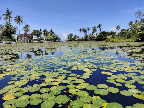 Lotus Lagoon, Candidasa, Karangasem 1