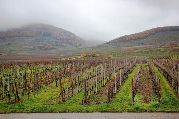 Vignobles de Kientzheim 1