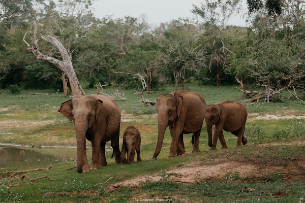 Sri Lanka 4