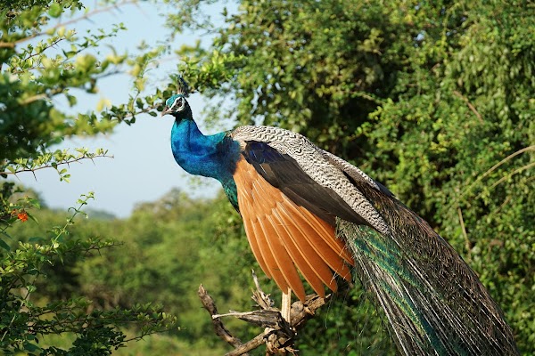 Yala National Park 5